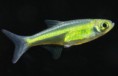 Razbora ranongská - IMPORT